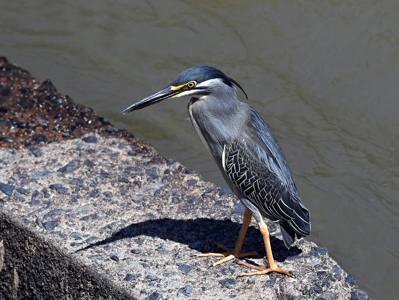 Green Backed Heron