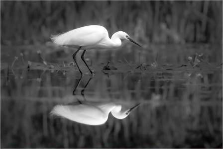 Little Egret Reflection