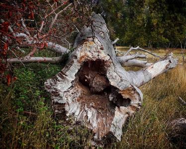 Tree 10/10