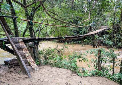 Jungle Bridge