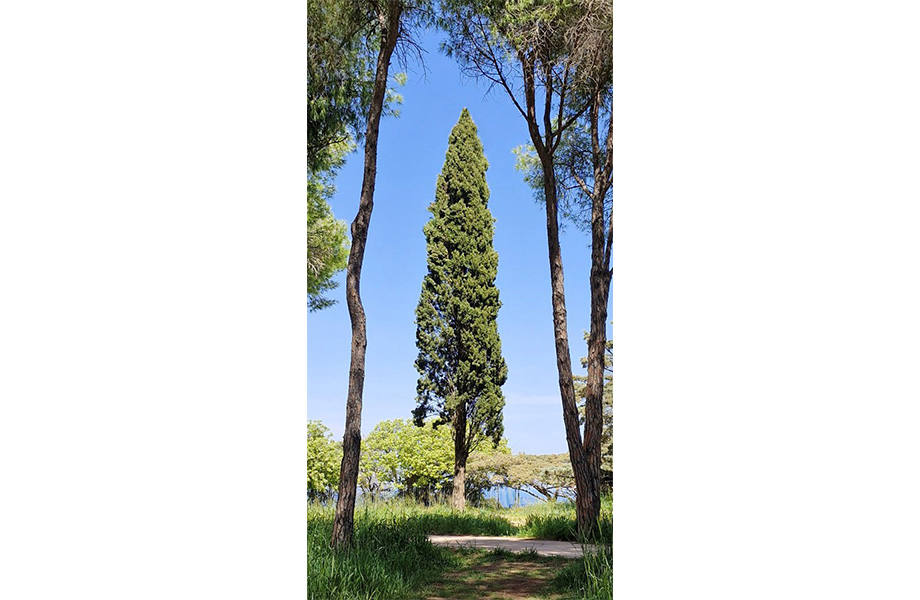 Lonely Pine by Bruce Boulden Lonely Pine