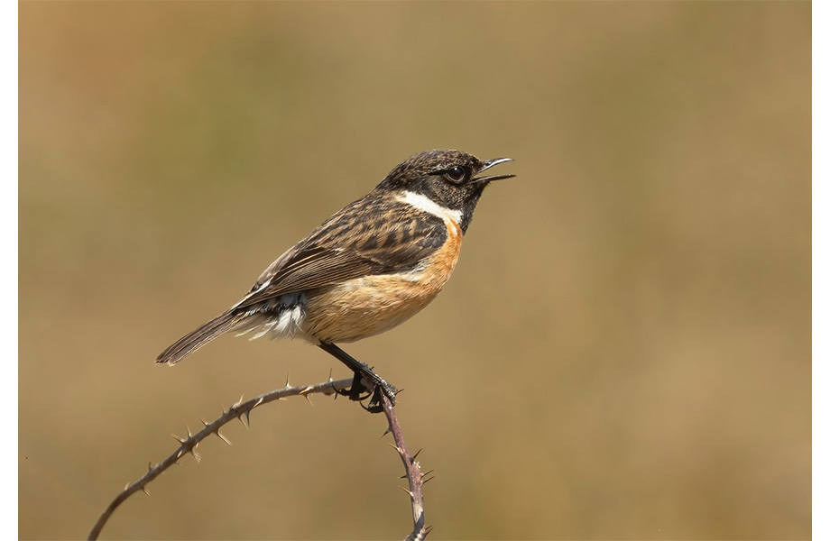 Male Stonechat in Full Song by Trevor Partridge Male Stonechat in Full Song
