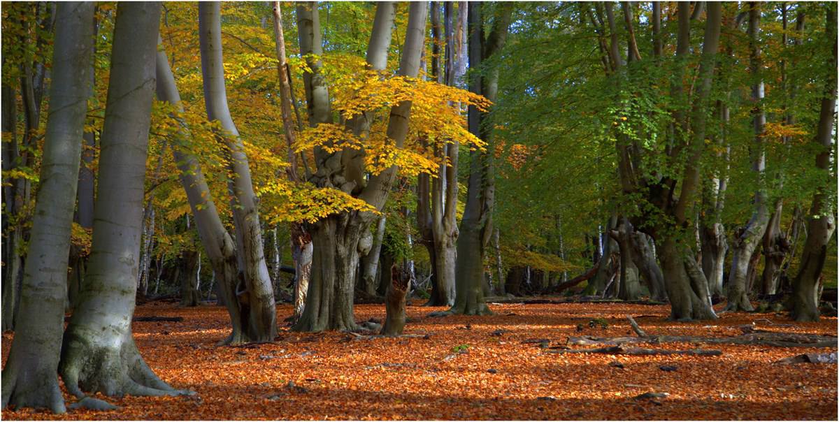 Autumn Beauty