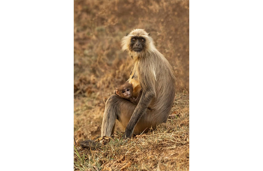 Mother and Baby by Trevor Partridge Mother and Baby