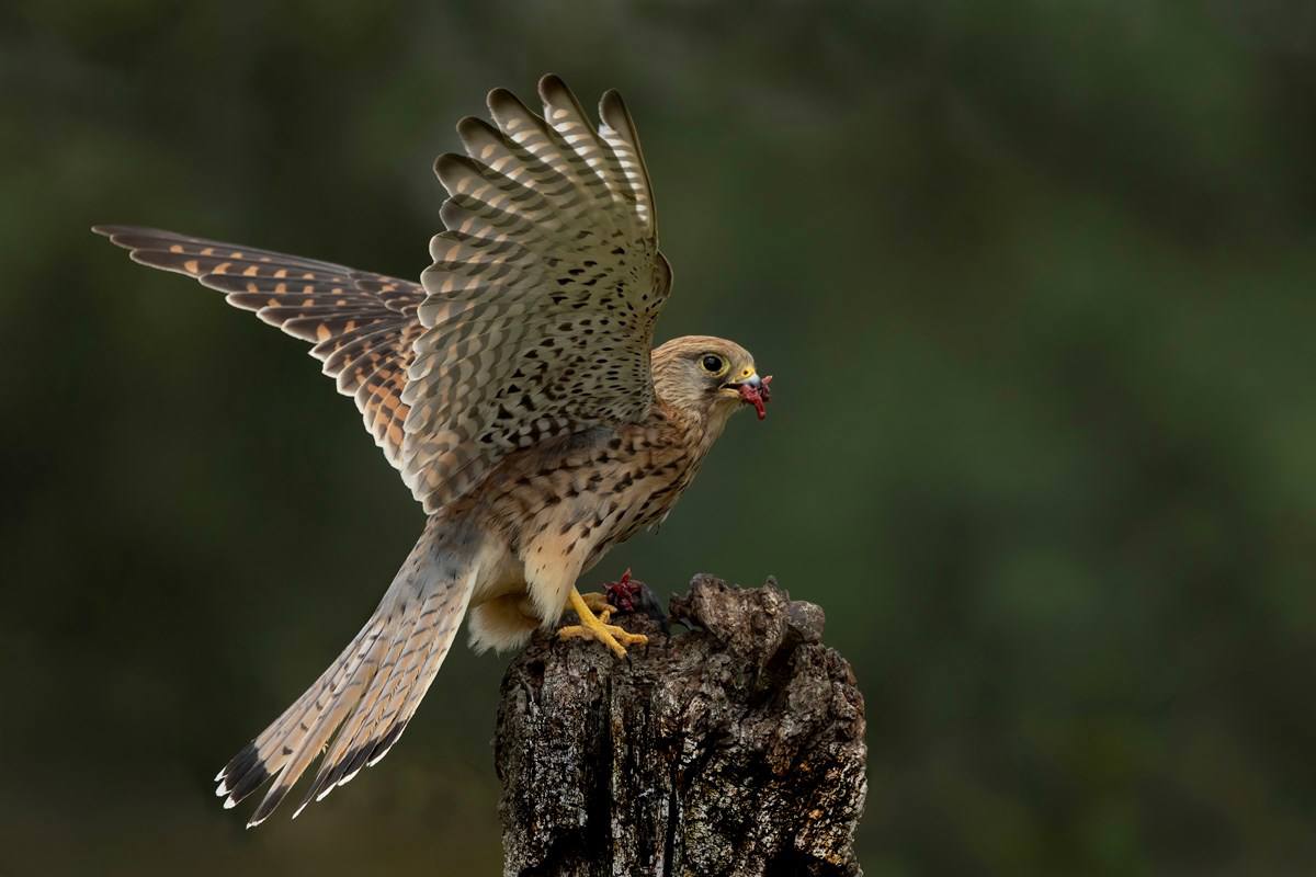Female Kestrel