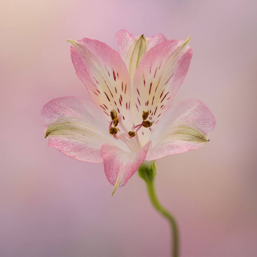 Pink Alstreomaria