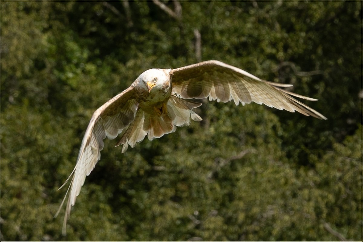 Leucistic Red Kite