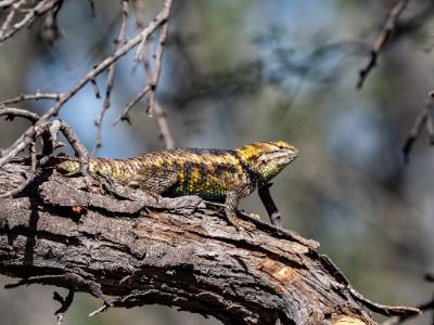 Desert Spiny Lizard