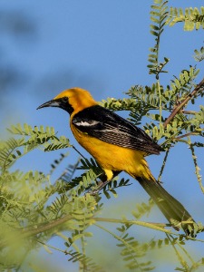 Hooded Male Orilole