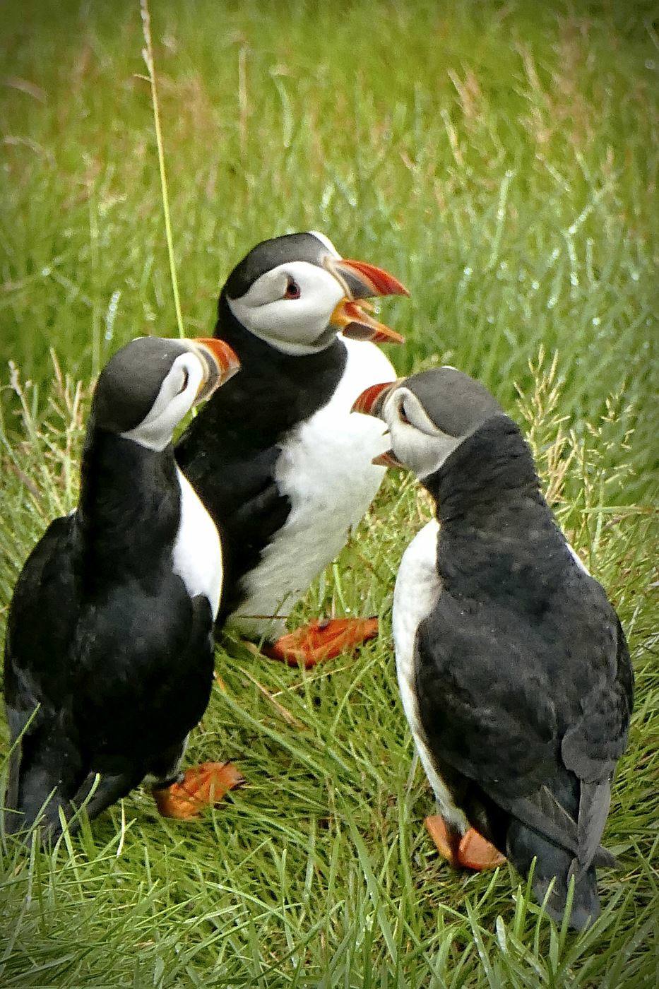 Puffins by Gordon Hanson Puffins
