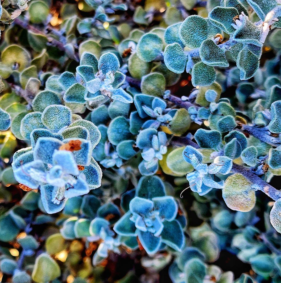 Blue Flowers