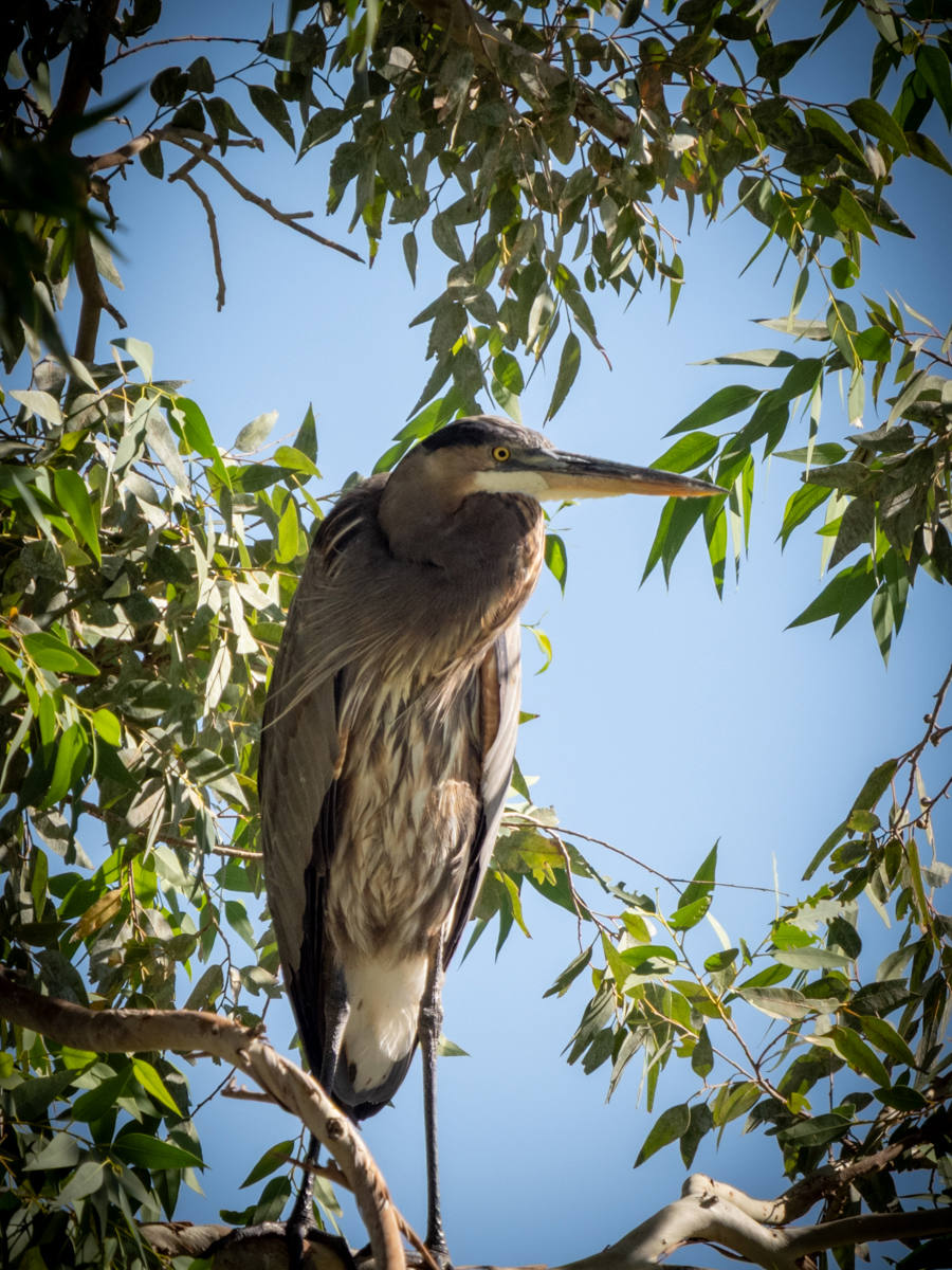 Great Blue Heron