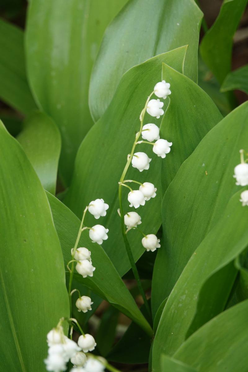 Lily of the Valley