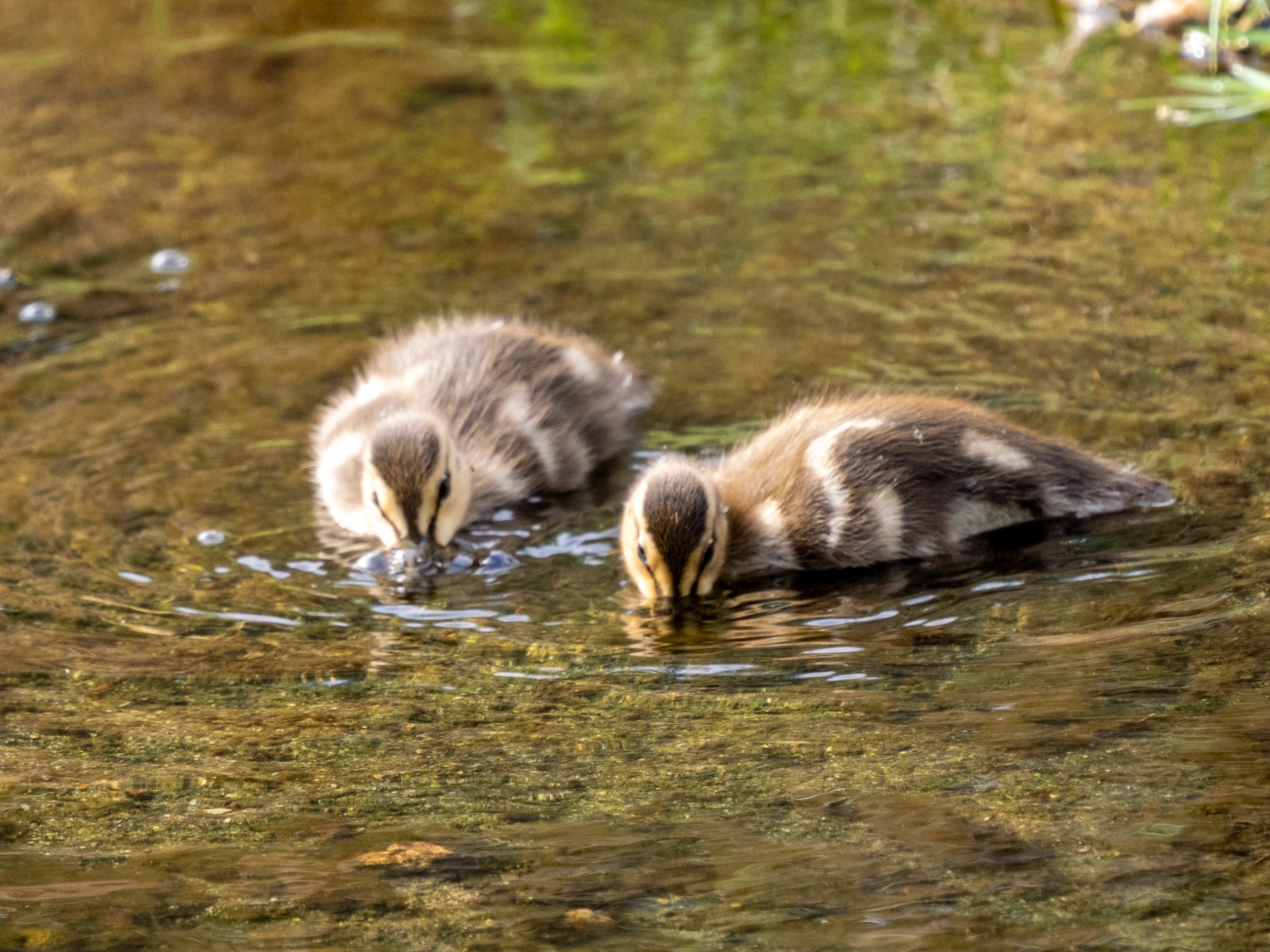 Baby Ducks