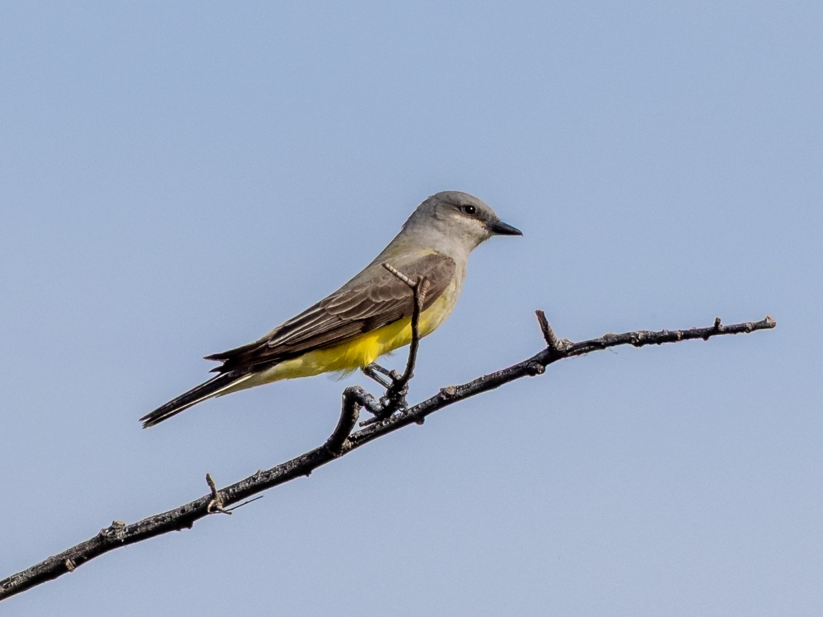 Western Kingbird