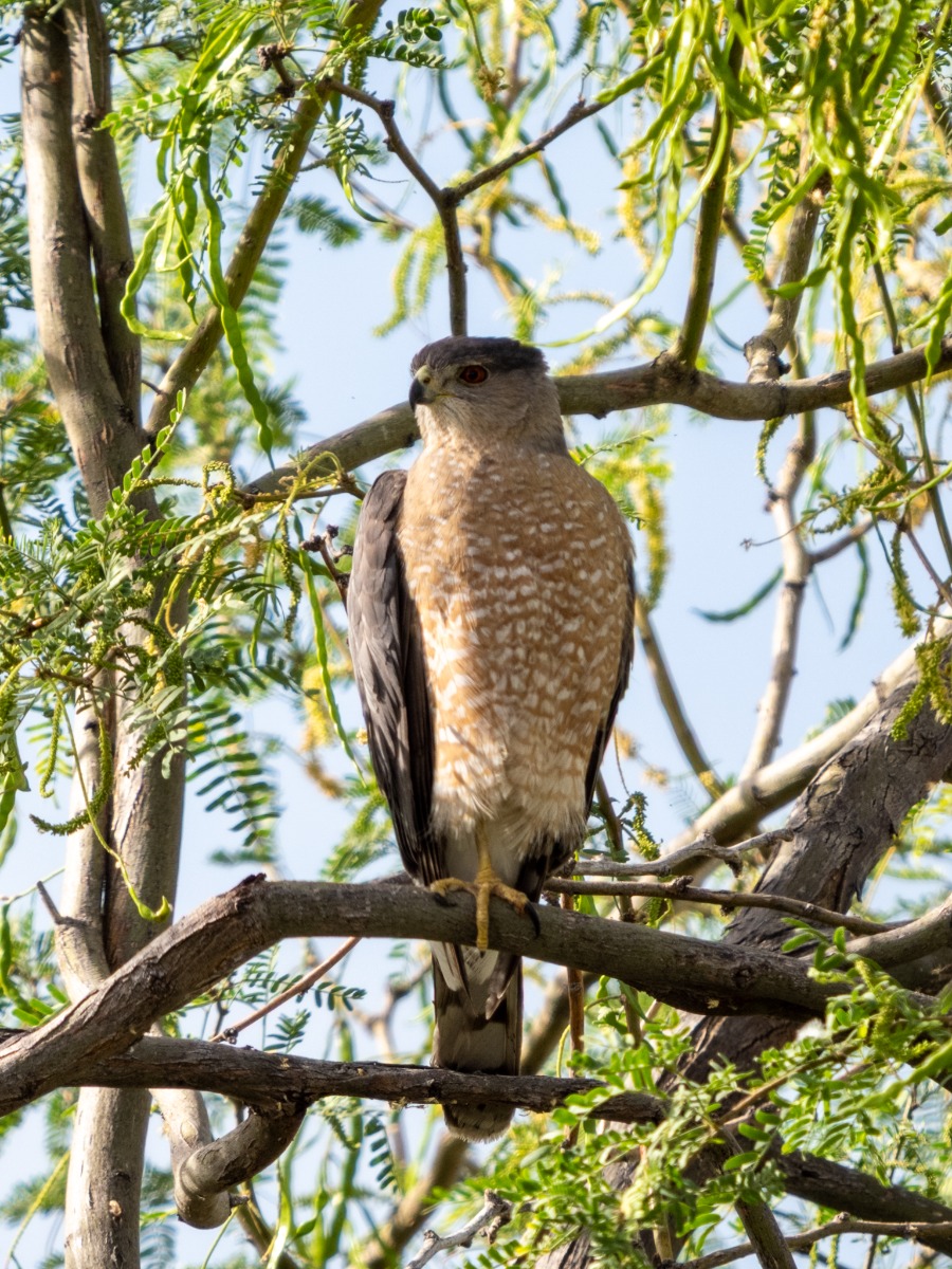 Cooper's Hawk