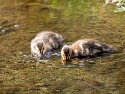 Baby Ducks