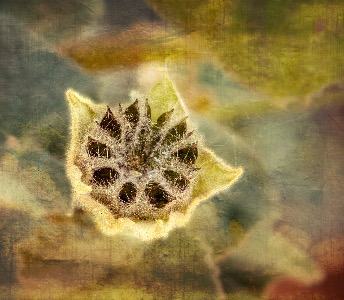Tohono Chul Textures