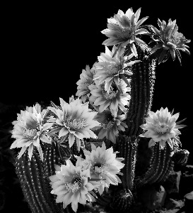 B&W Desert Bloom