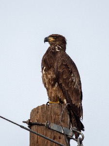 Eagle 2