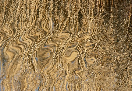 Reed ripples 
