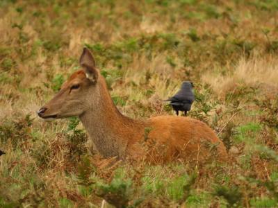 Doe and Jackdaw