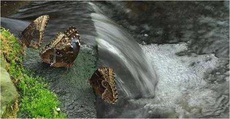 Butterflies by waterfall