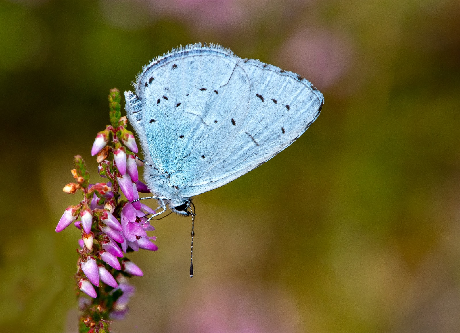 Holly Blue Thursley NNR
