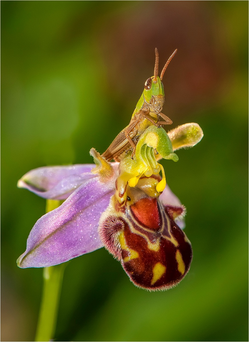 Grasshopper on Orchid