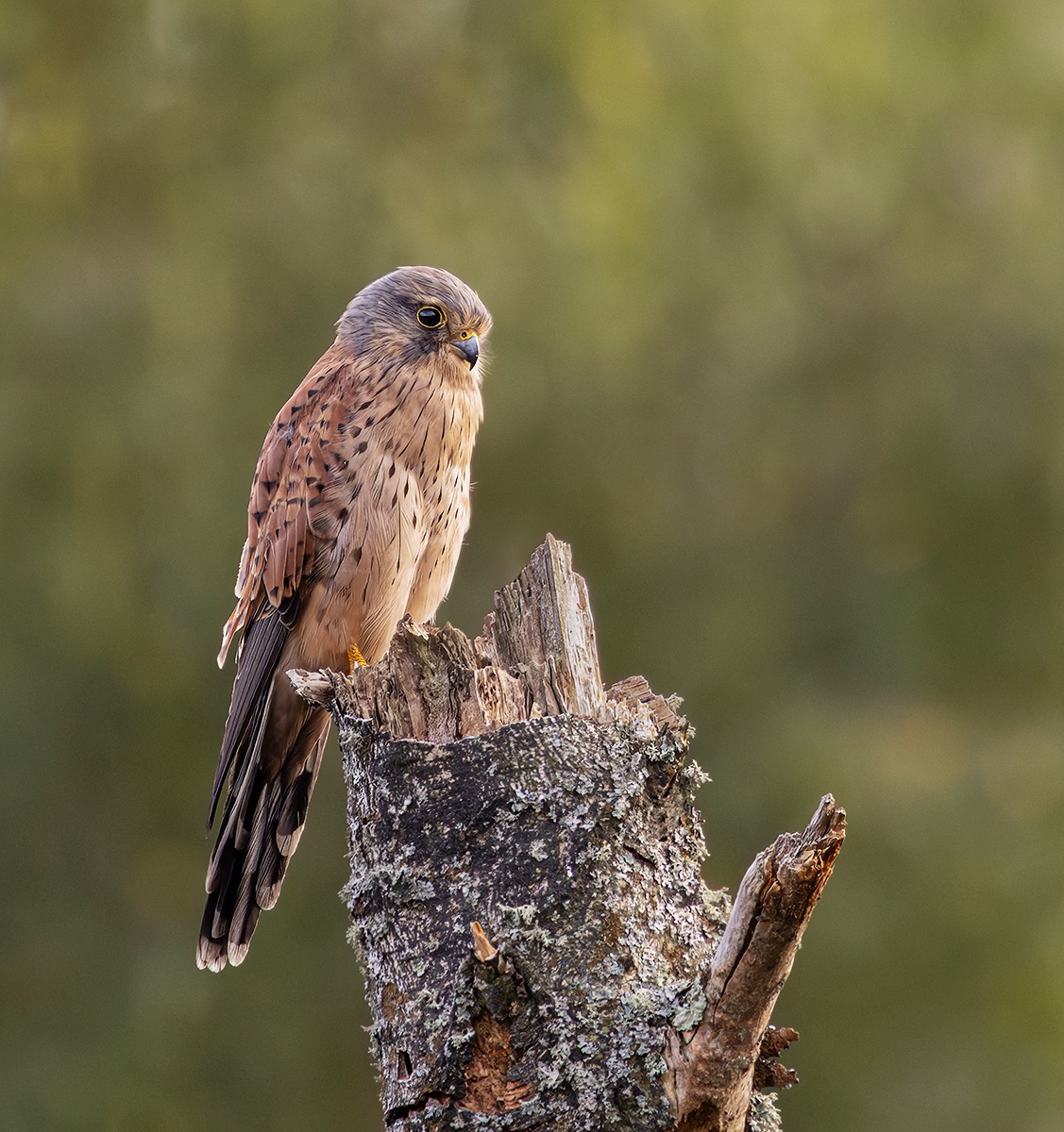 Common Kestrel