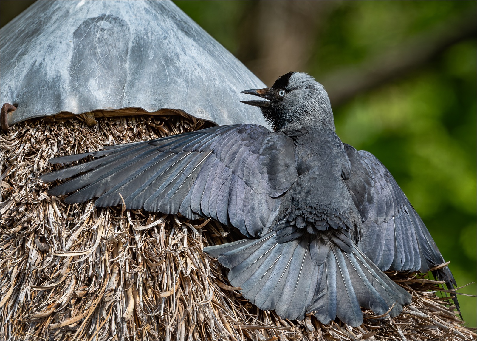 Jackdaw sunbathing on thatched roof