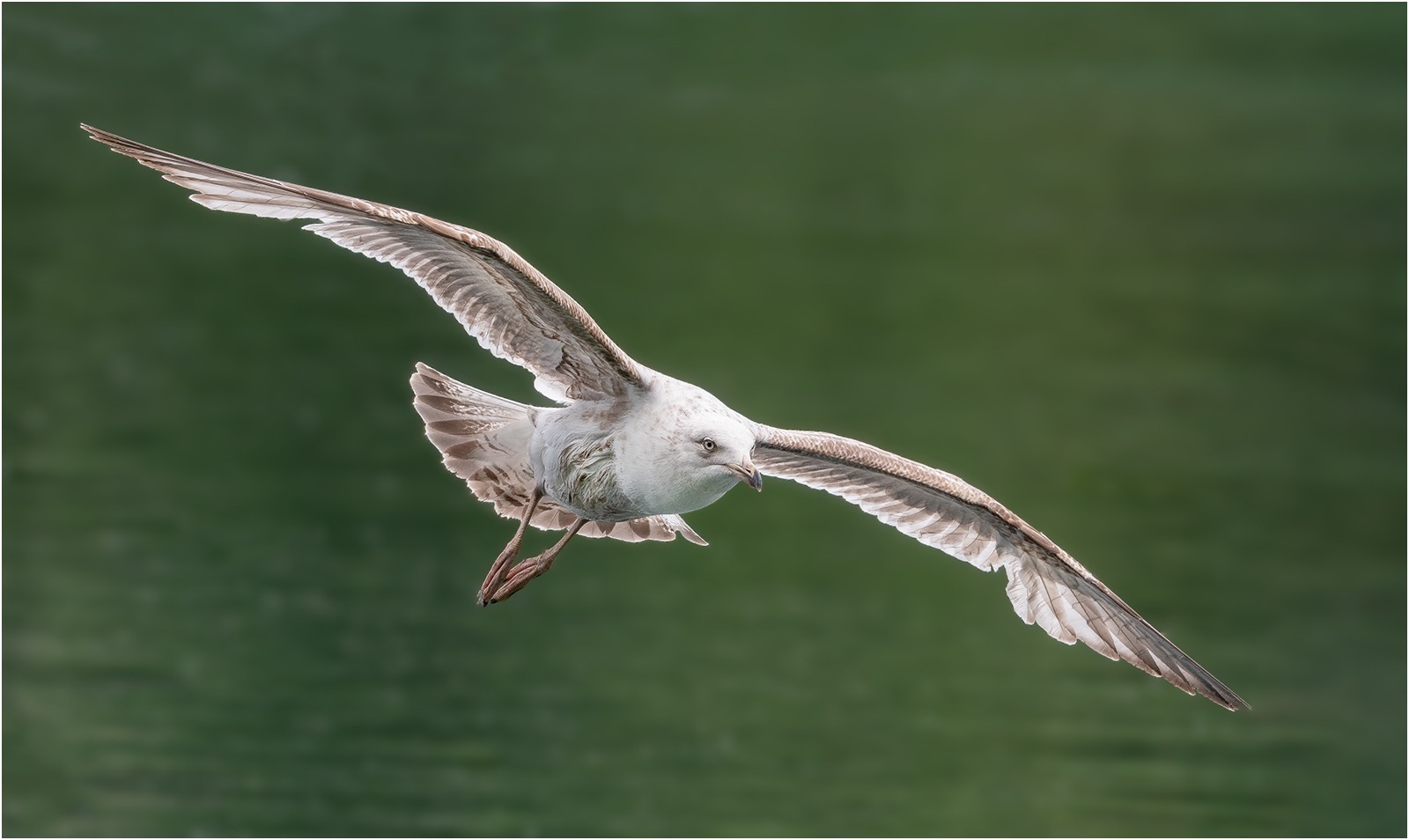 Immature Herring gull 