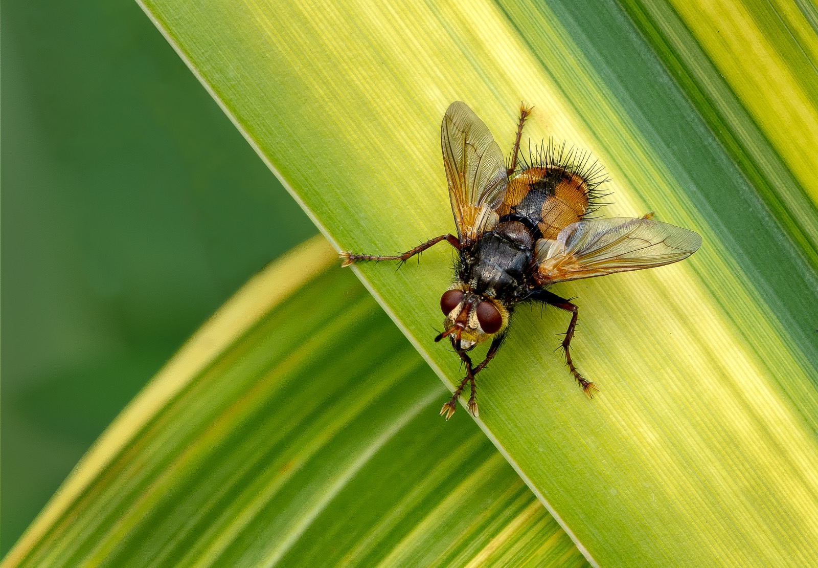 Tachinid fly 