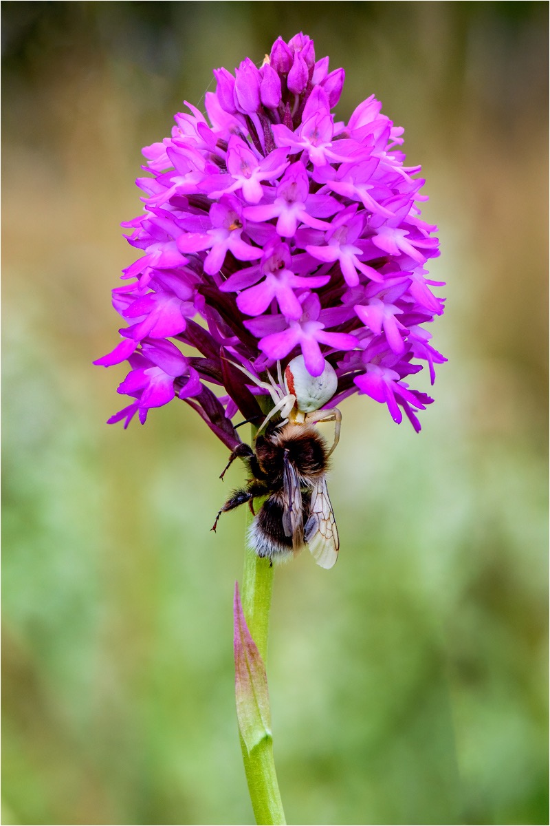 Crab spider with Bumblebee prey