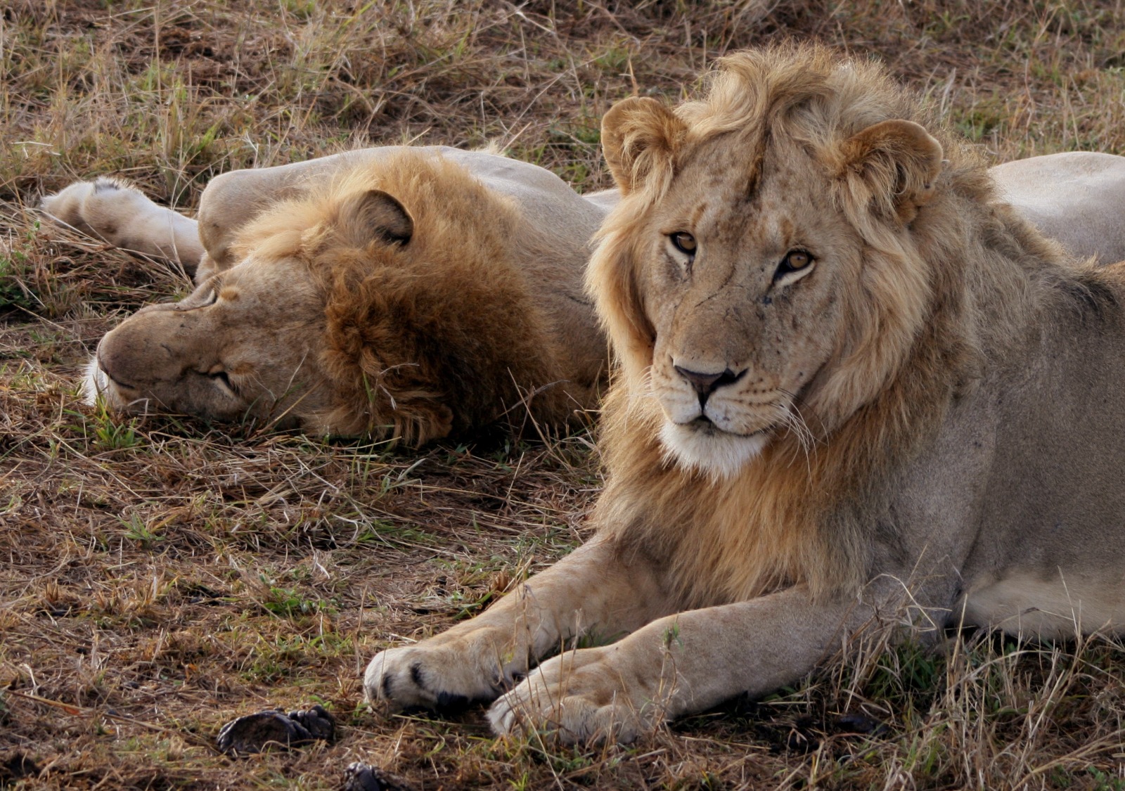 Masi Mara Lions by Steve Littler