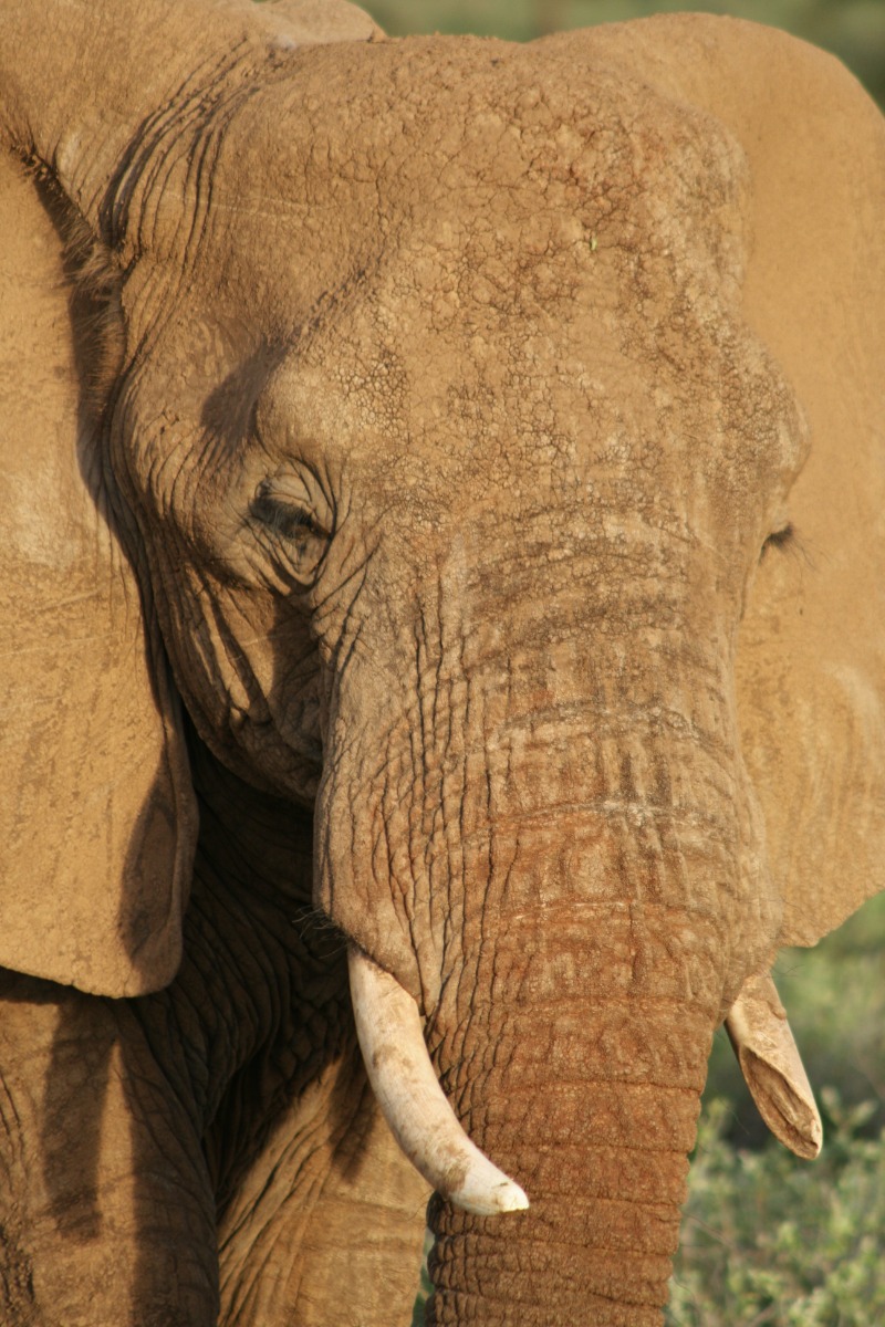 Sambaru Elephant