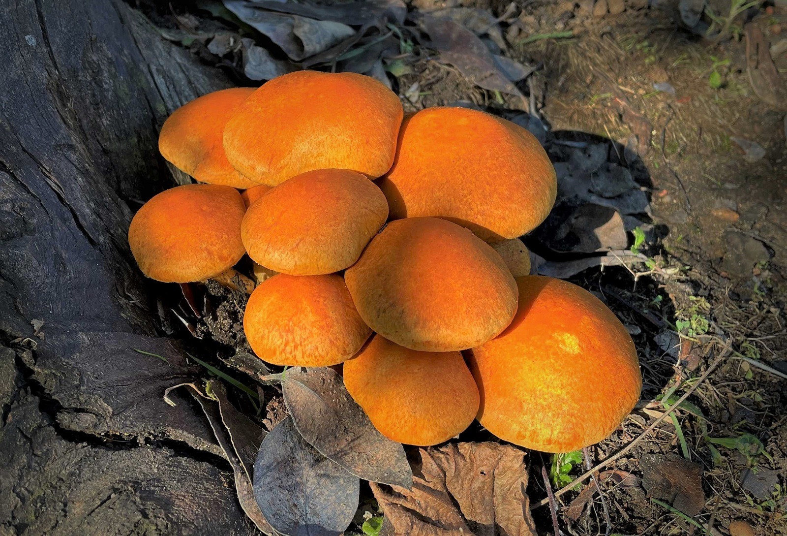 Autumn Fungi