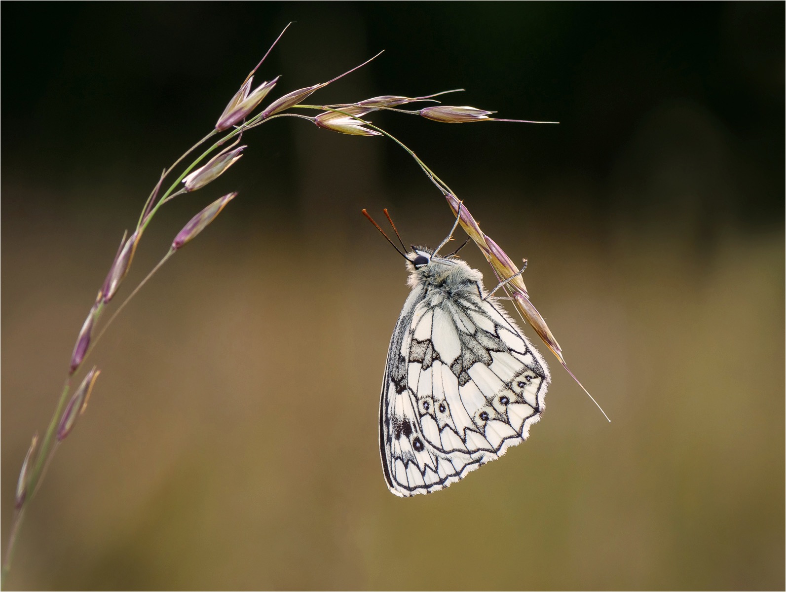 Marbled white roosting
