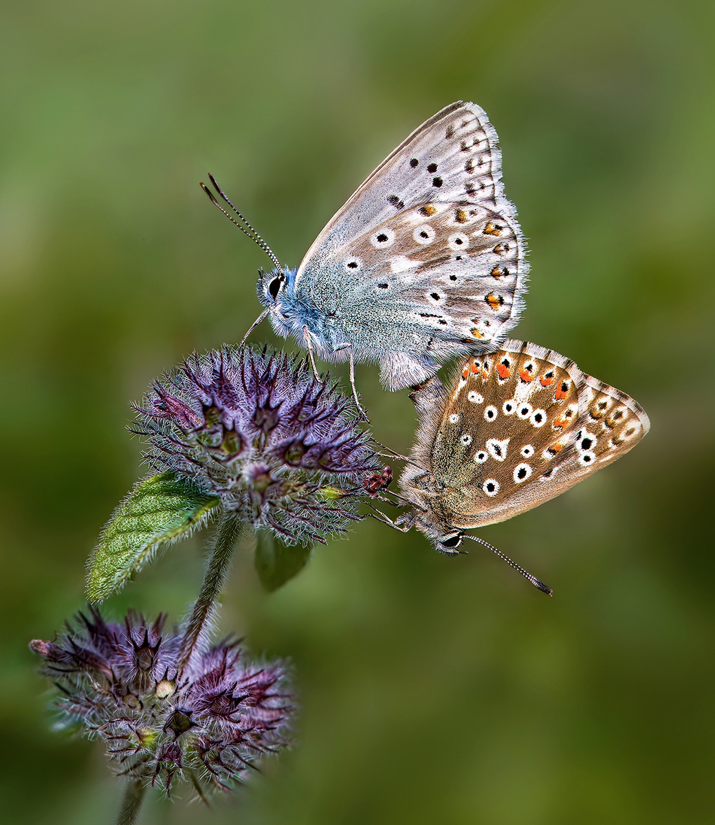 Mating Chalkhill Blues
