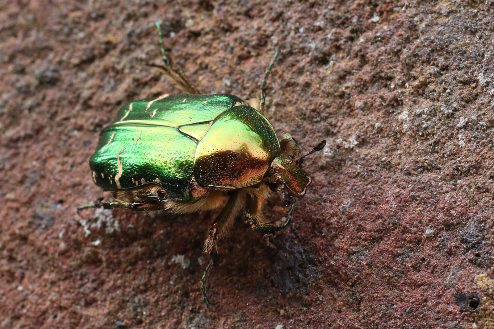 Rose Chafer