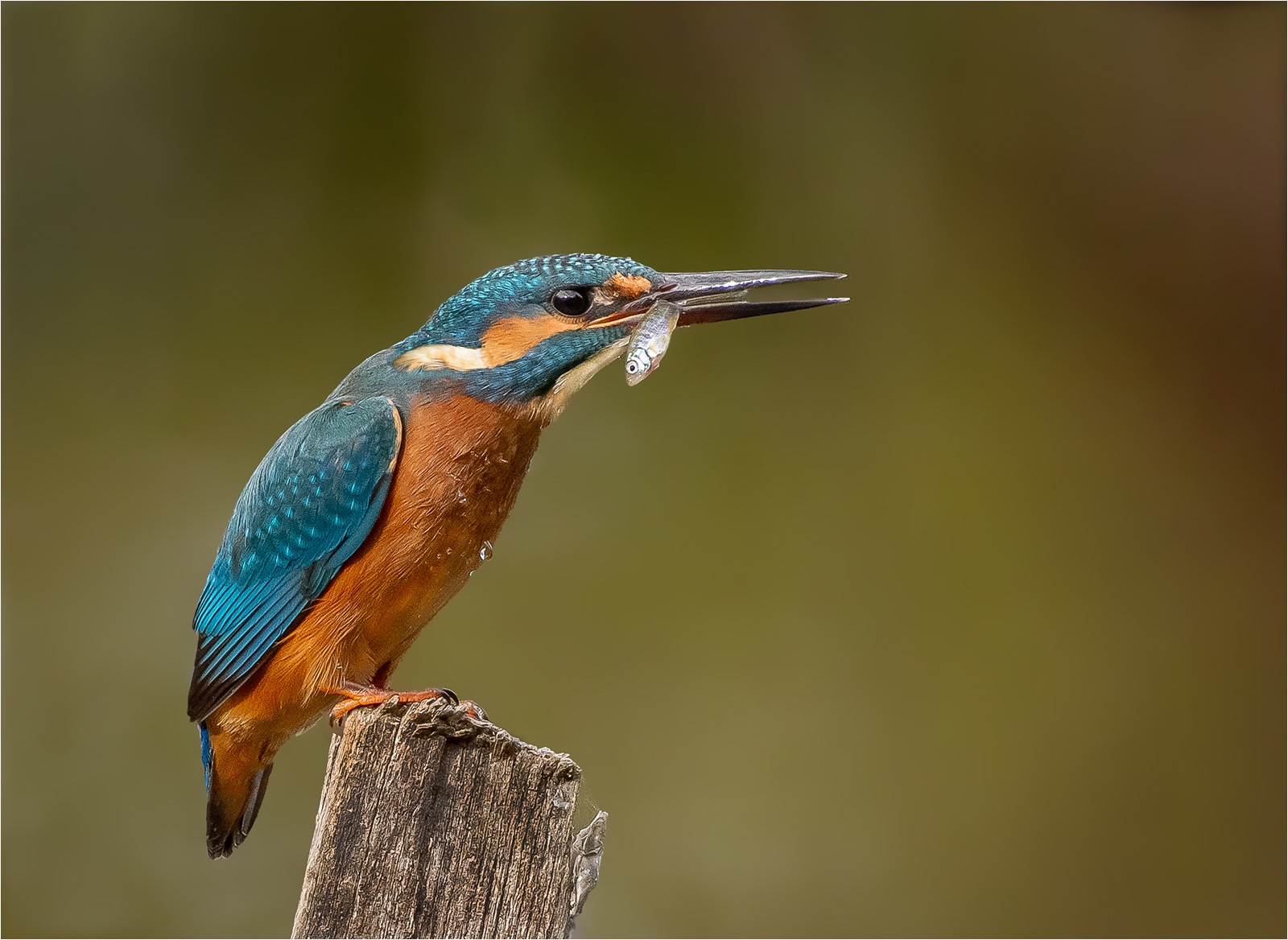Kingfisher with catch