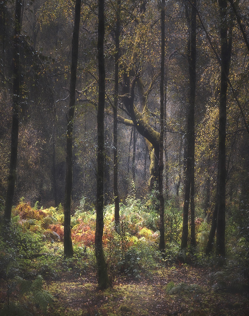 The Woodland