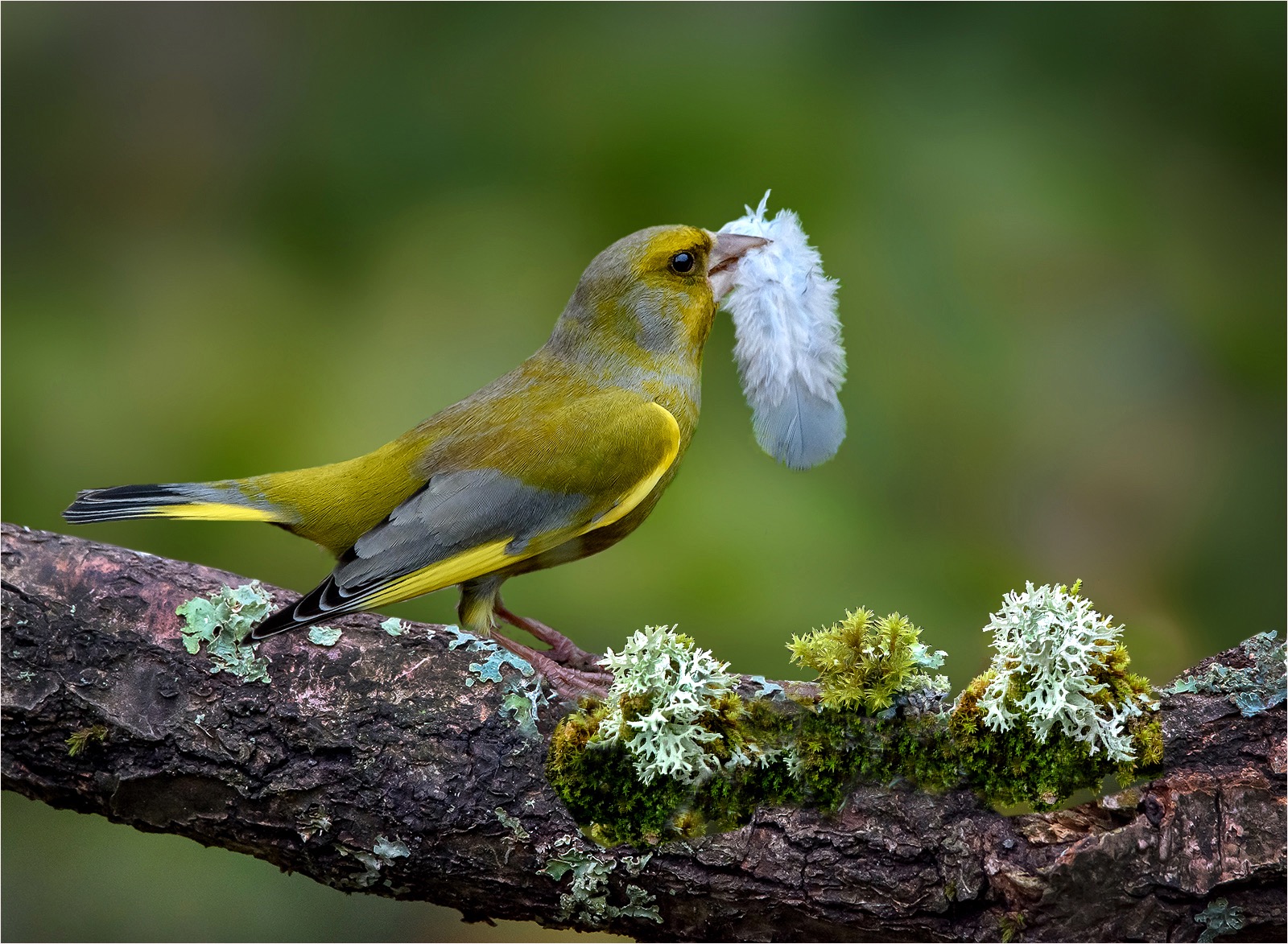 Greenfinch displaying with feather 
