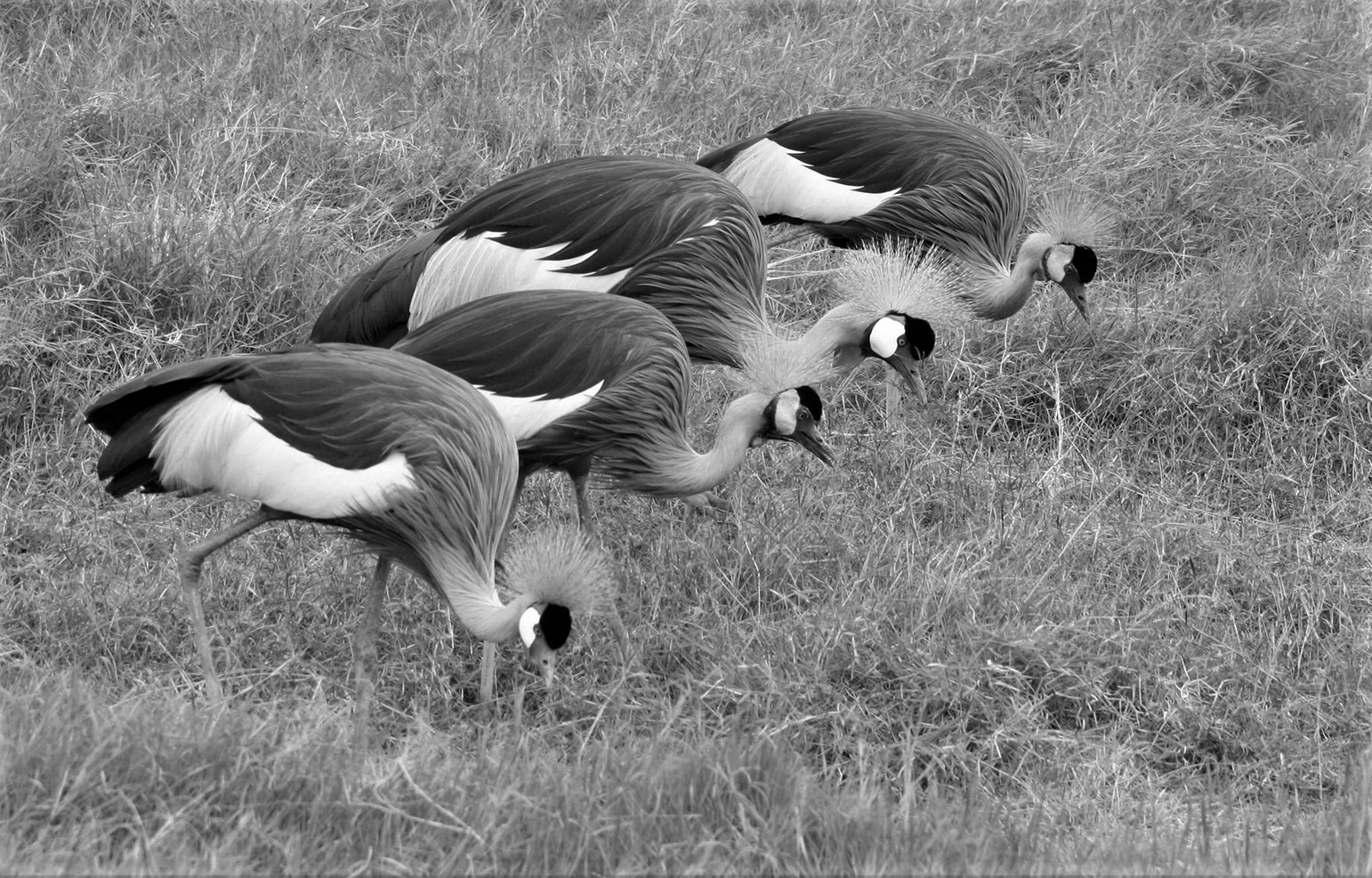Amboseli Grey Crowned Cranes