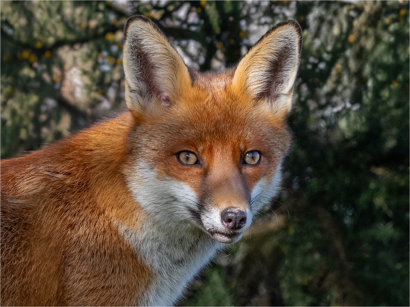 FOX