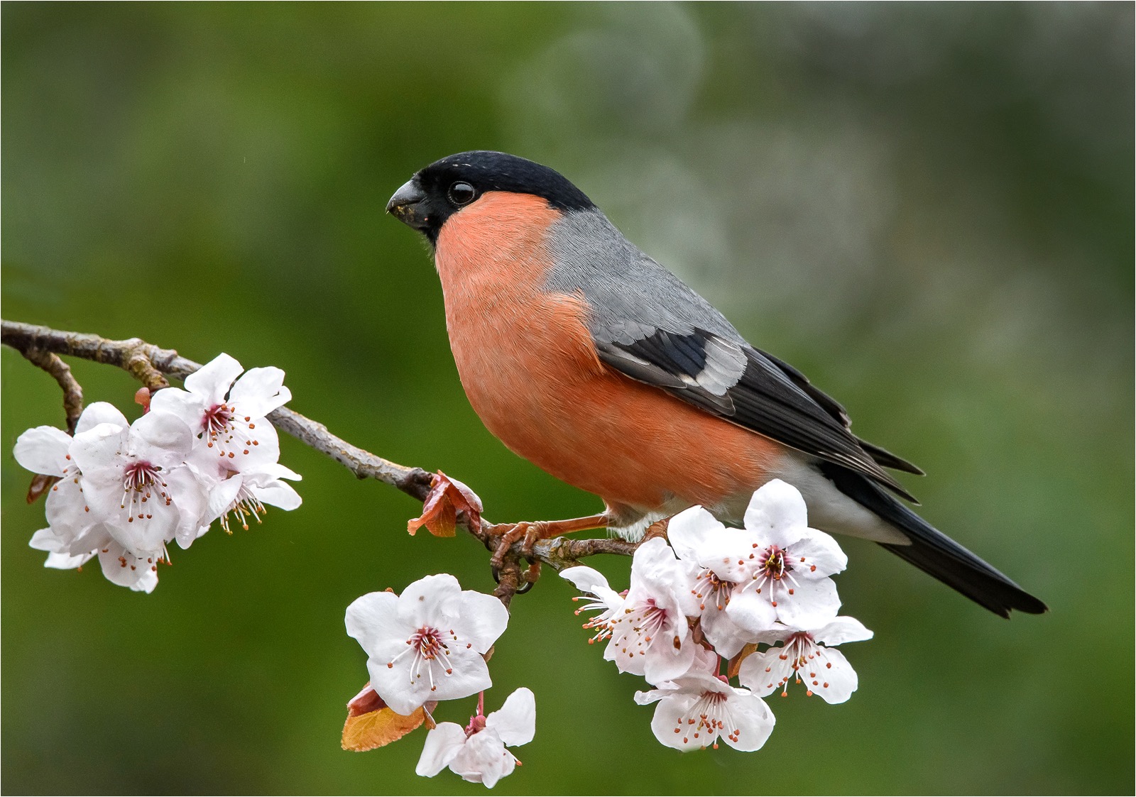 Bullfinch male