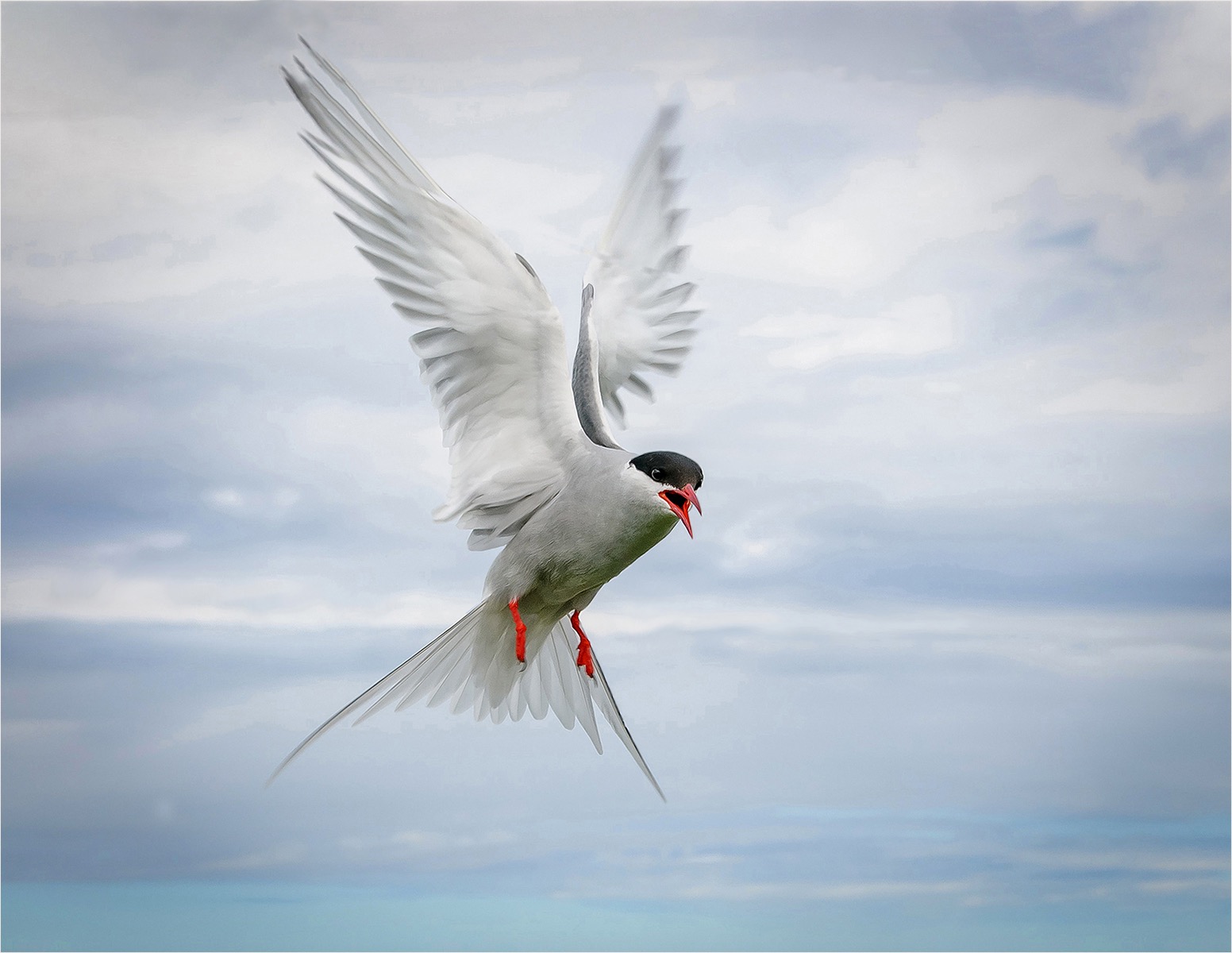 Arctic tern attack 