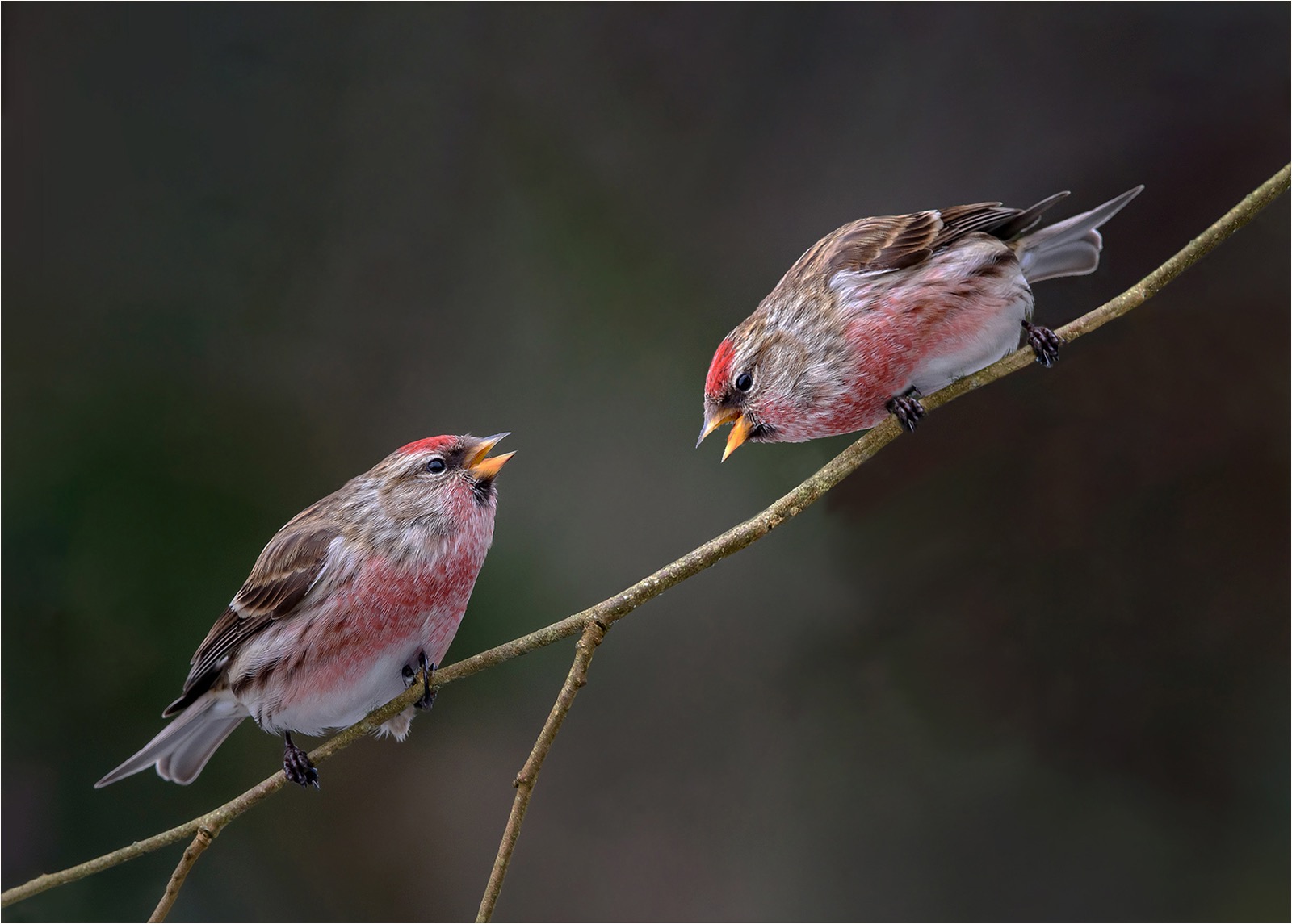 Lesser Redpoll squabble 