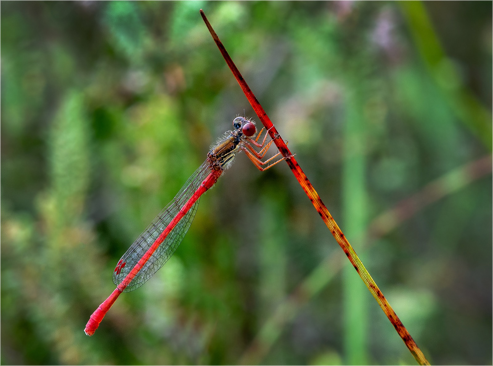 Small Red damselfly 