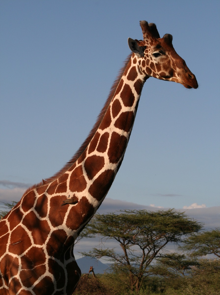 Reticulated Giraffe with a Red Billed Oxpecker